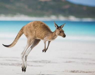 Austrália, Fiji e Nova Zelândia